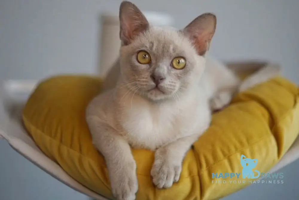 Brioche Burmese male lilac live animals