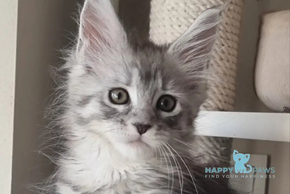 Brita Maine Coon female black silver spotted tabby live animals