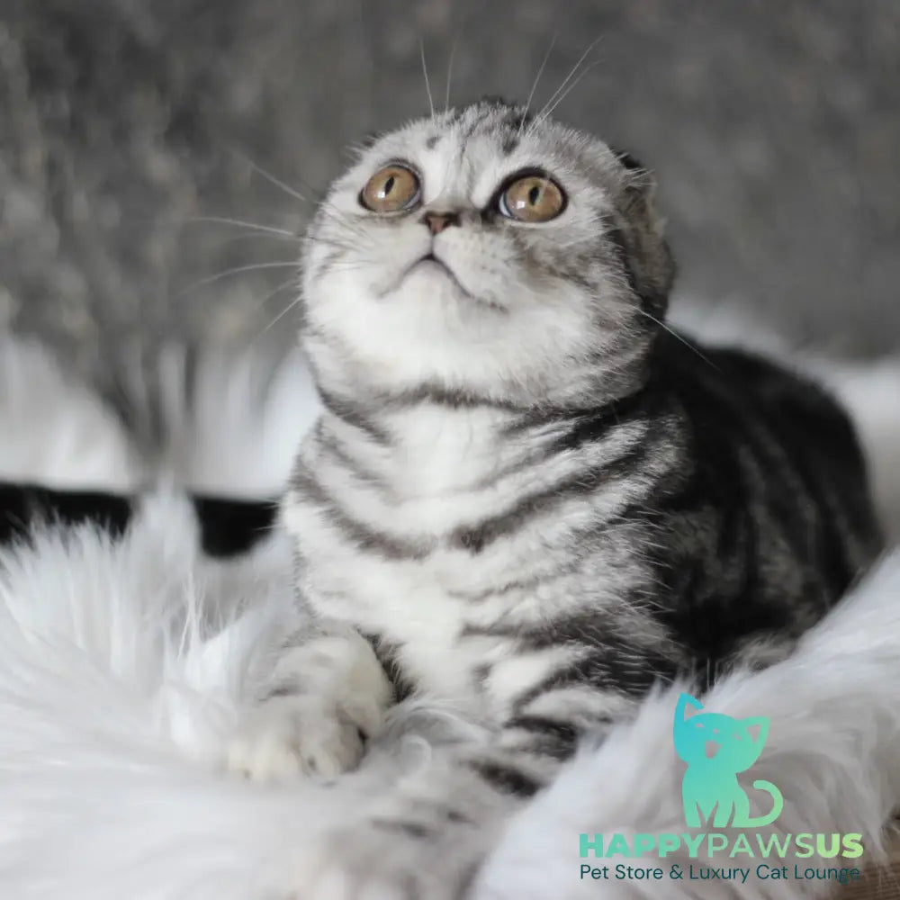 Britni Scottish Fold female black silver tabby - live animals