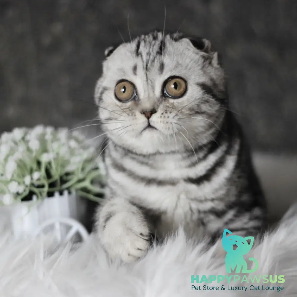 Britni Scottish Fold female black silver tabby - live animals