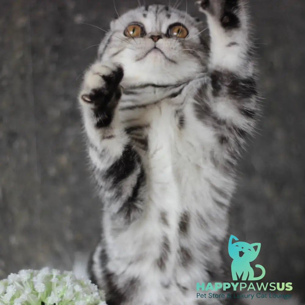 Britni Scottish Fold female black silver tabby - live animals