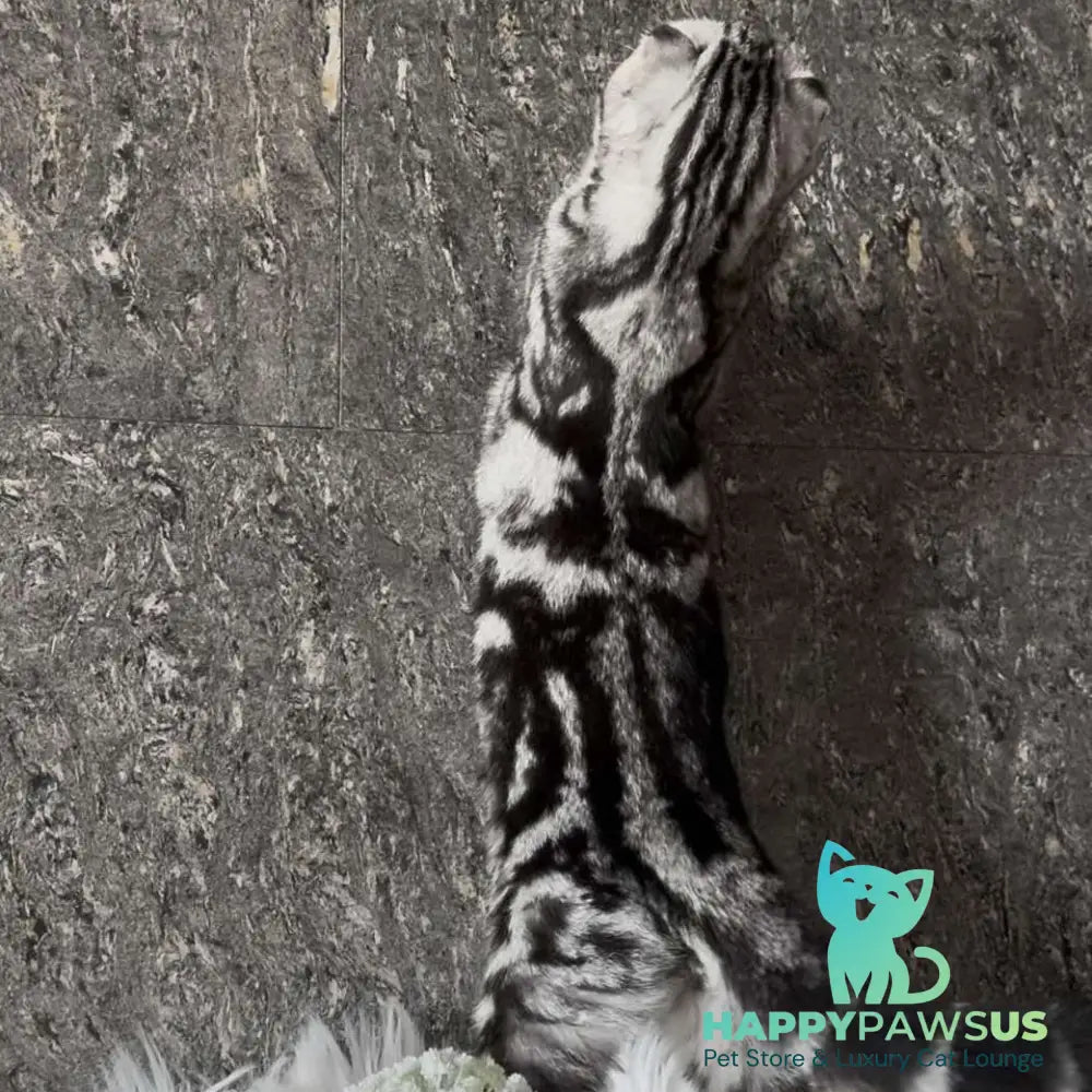 Britni Scottish Fold female black silver tabby - live animals