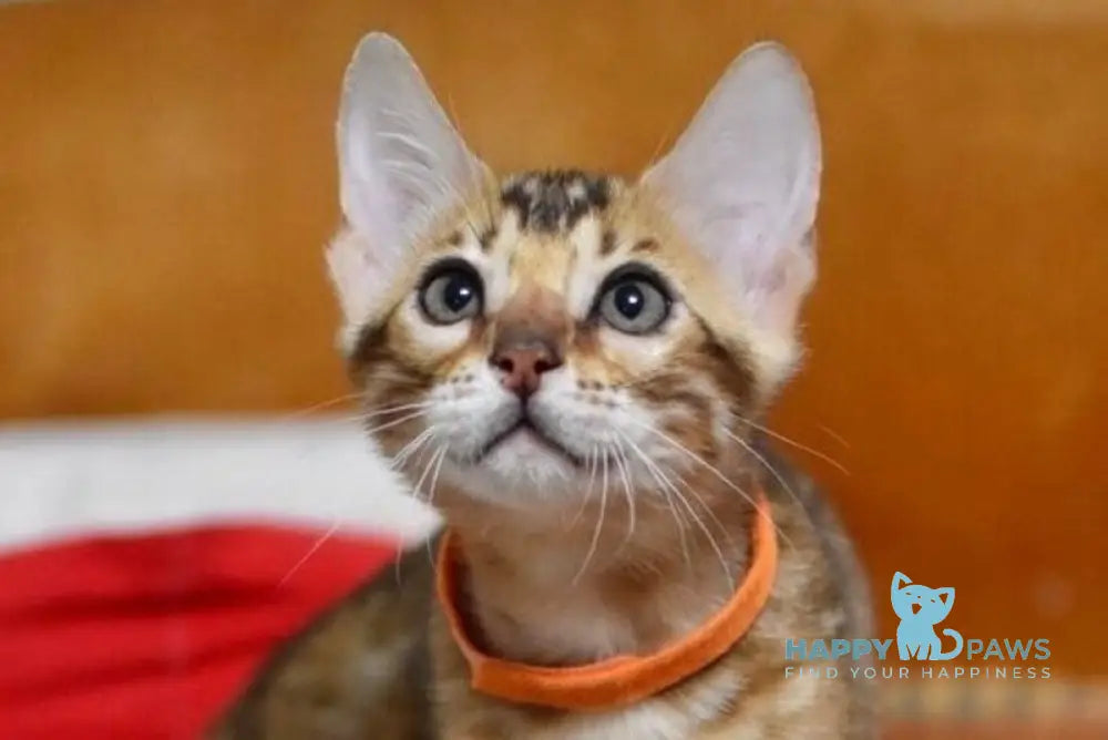 Brjus Bengal male black spotted tabby live animals