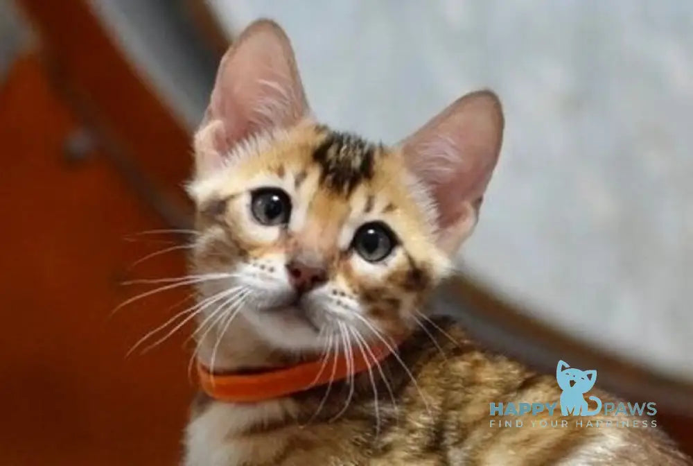 Brjus Bengal male black spotted tabby live animals