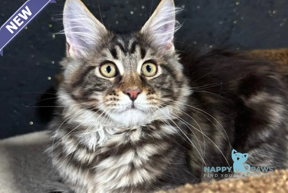 Bro Maine Coon male black tabby live animals