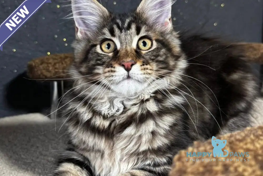 Bro Maine Coon male black tabby live animals