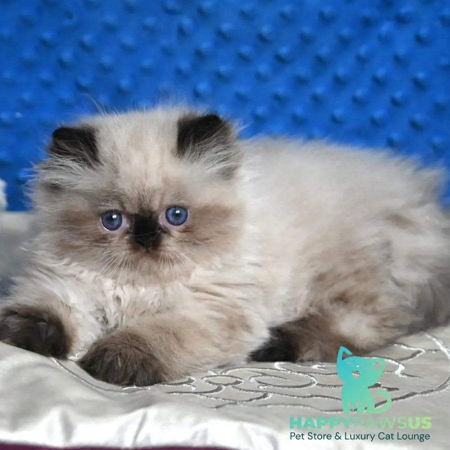 Brooklyn Persian male black pointed - live animals