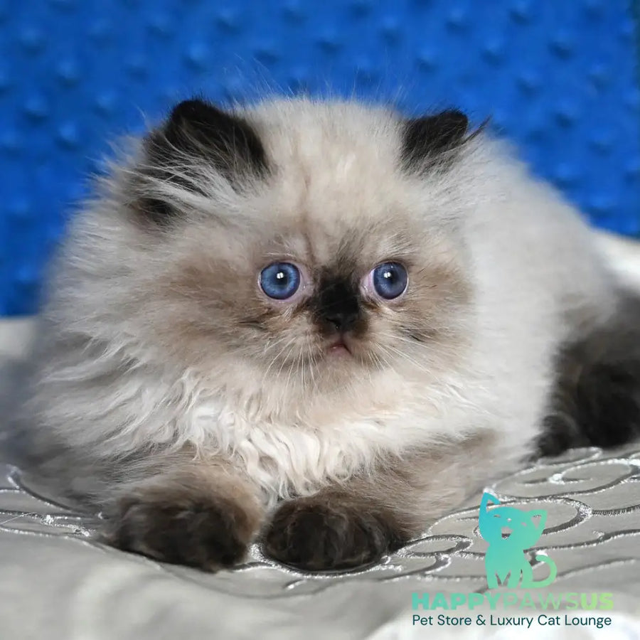 Brooklyn Persian male black pointed - live animals