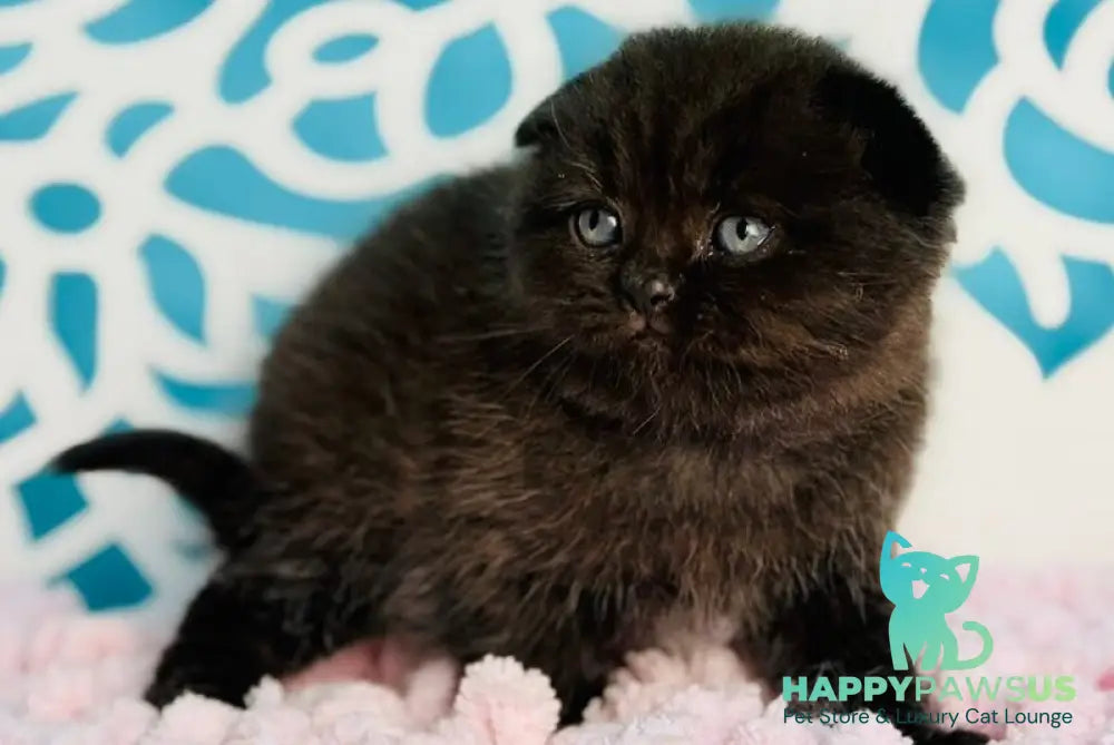 Brownie Scottish Fold male black - live animals