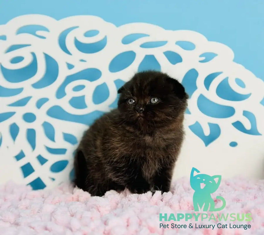 Brownie Scottish Fold male black - live animals