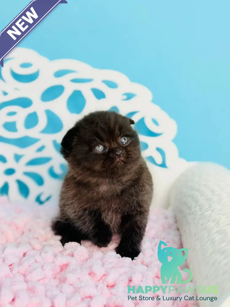 Brownie Scottish Fold male black - live animals