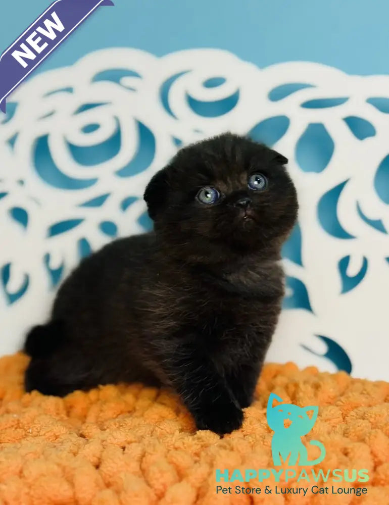 Brownie Scottish Fold male black - live animals