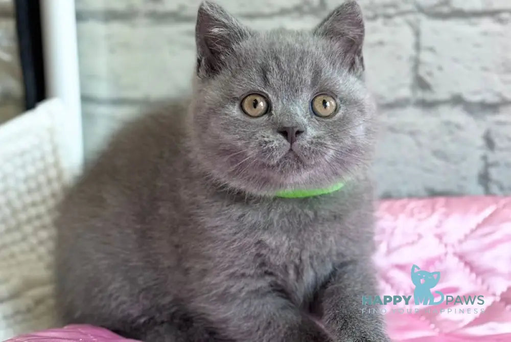 Bruce British Shorthair male blue live animals