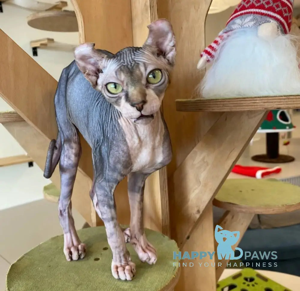 Bruce Elf male black tabby bicolour live animals