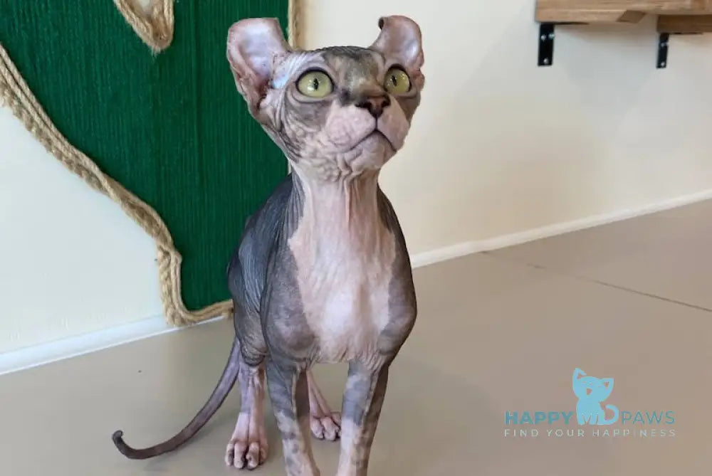 Bruce Elf male black tabby bicolour live animals