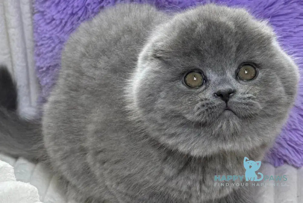 Bruce Scottish Fold male blue live animals
