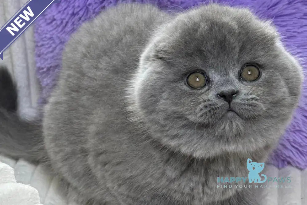 Bruce Scottish Fold male blue live animals