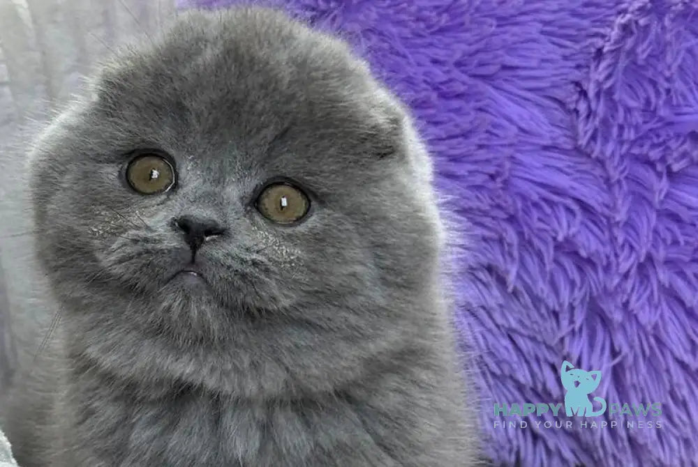 Bruce Scottish Fold male blue live animals