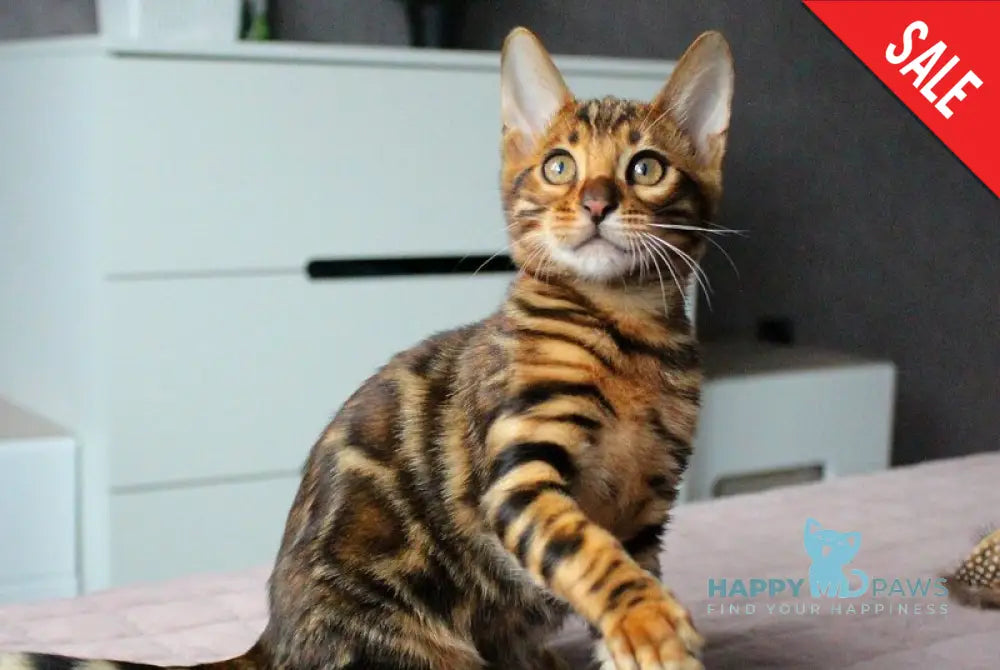 Bruno Bengal male black spotted tabby live animals