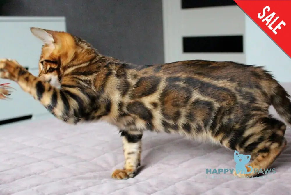 Bruno Bengal male black spotted tabby live animals