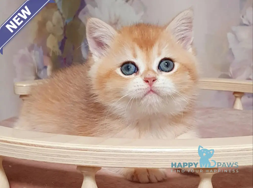 Bruno British Shorthair male black golden chinchilla live animals