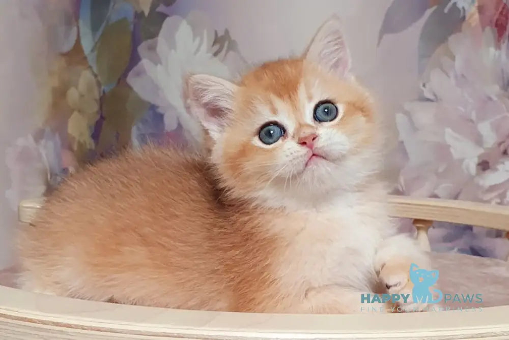 Bruno British Shorthair male black golden chinchilla live animals