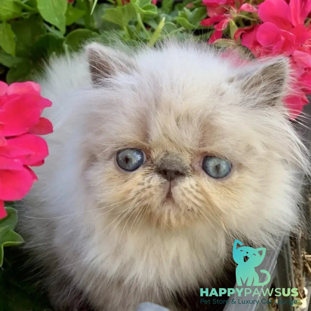 Bruno Persian male blue pointed - live animals