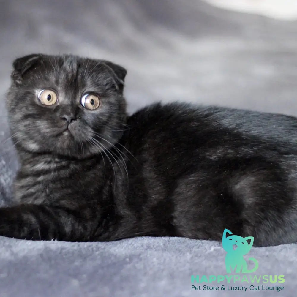Bruno Scottish Fold male black - live animals
