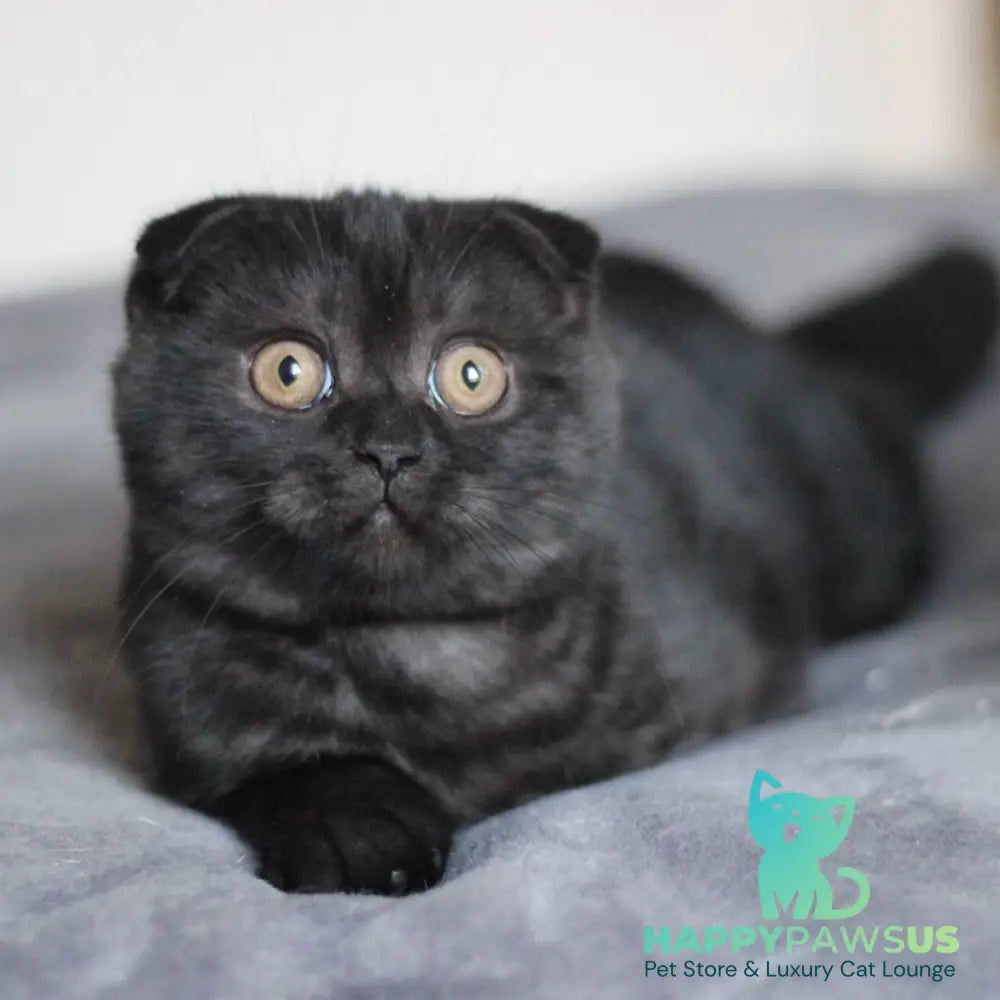 Bruno Scottish Fold male black - live animals