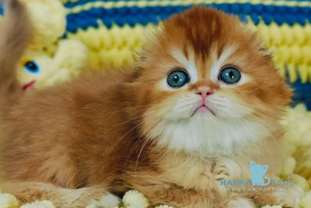 Bruno Scottish Fold male chocolate golden chinchilla live animals