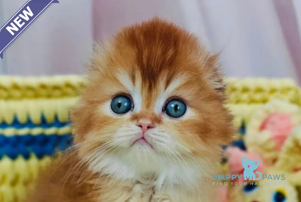 Bruno Scottish Fold male chocolate golden chinchilla live animals