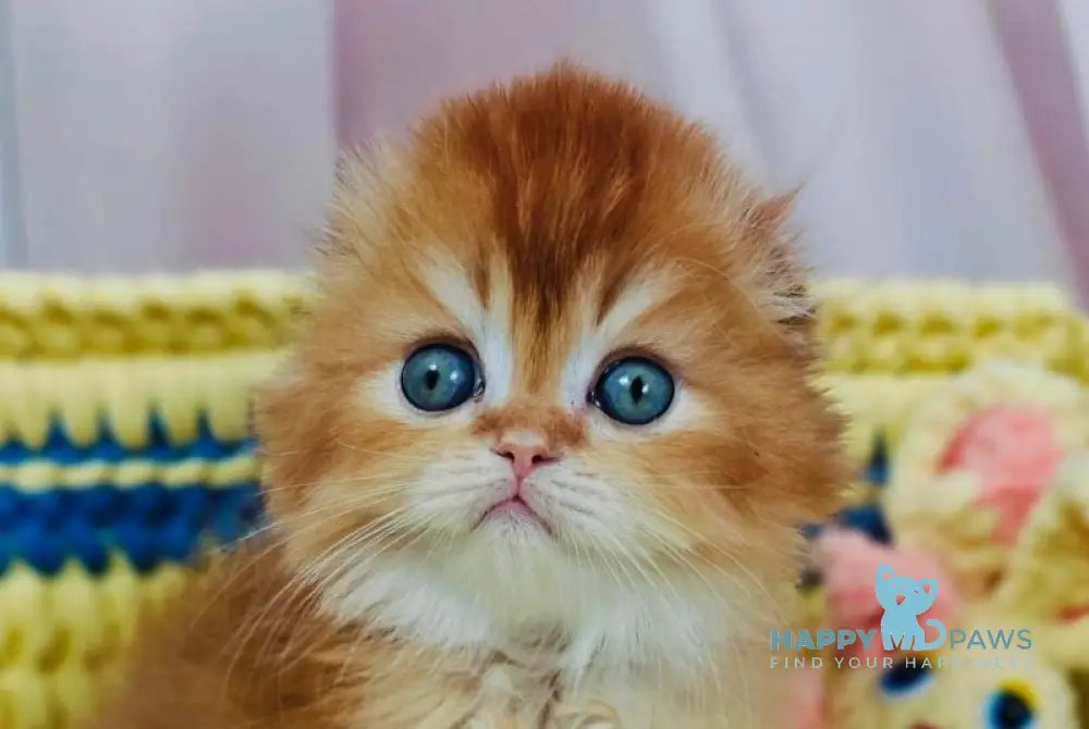 Bruno Scottish Fold male chocolate golden chinchilla live animals