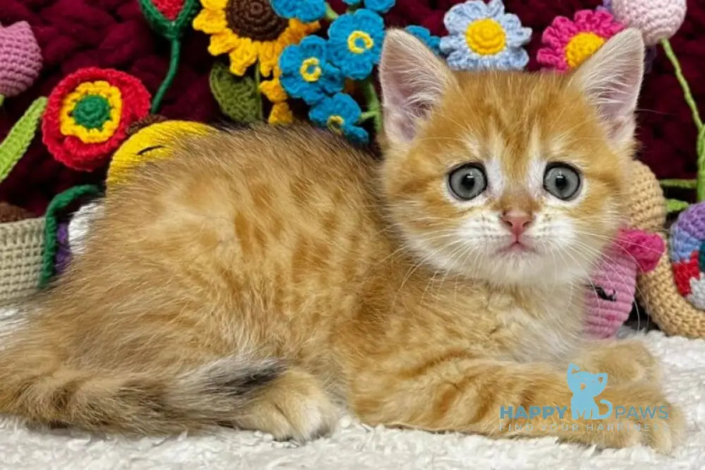 Bruno Scottish Straight male black golden spotted tabby live animals