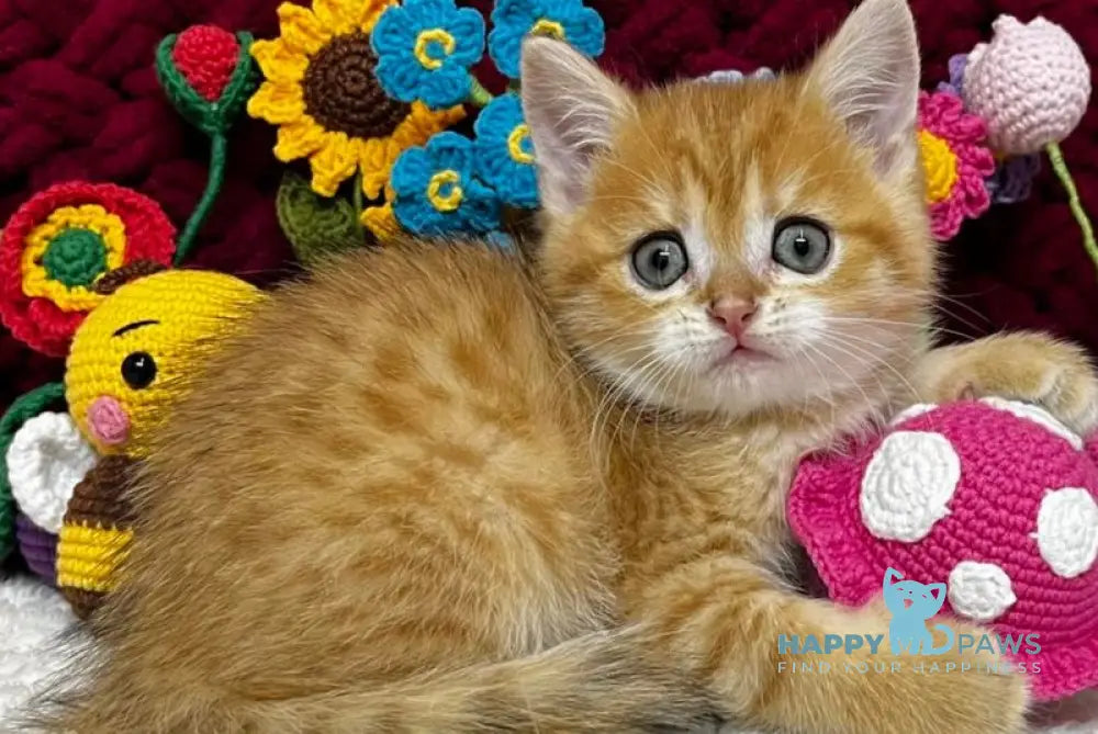 Bruno Scottish Straight male black golden spotted tabby live animals