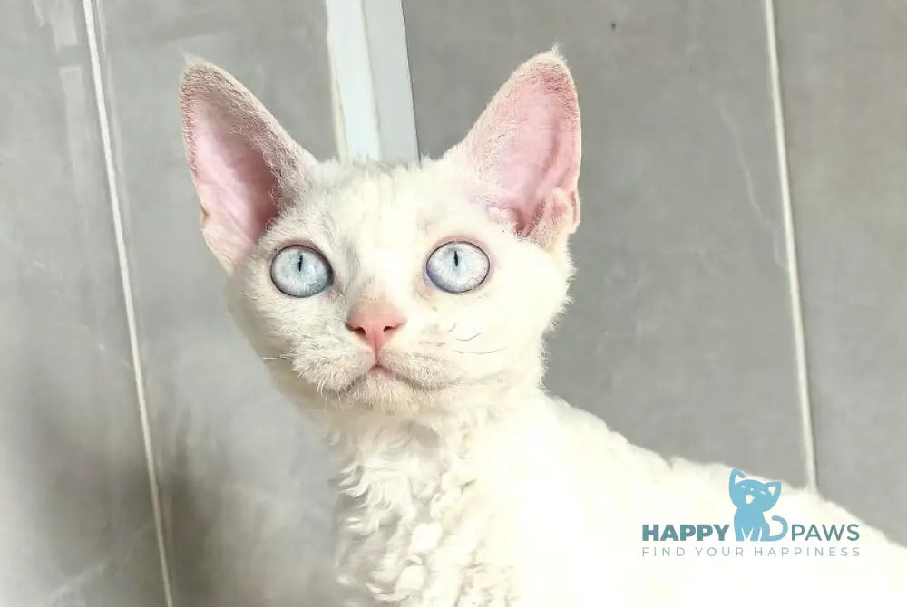 Brusnika Devon Rex female white live animals