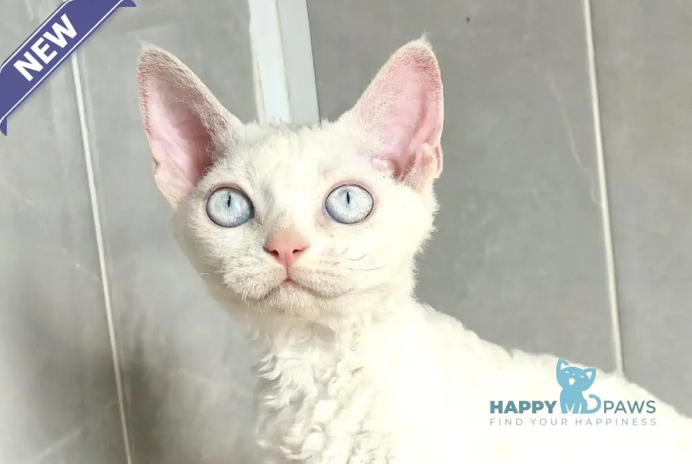Brusnika Devon Rex female white live animals