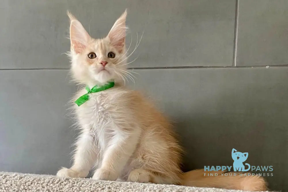 Brussels Maine Coon male red smoke live animals