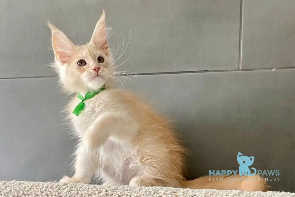 Brussels Maine Coon male red smoke live animals