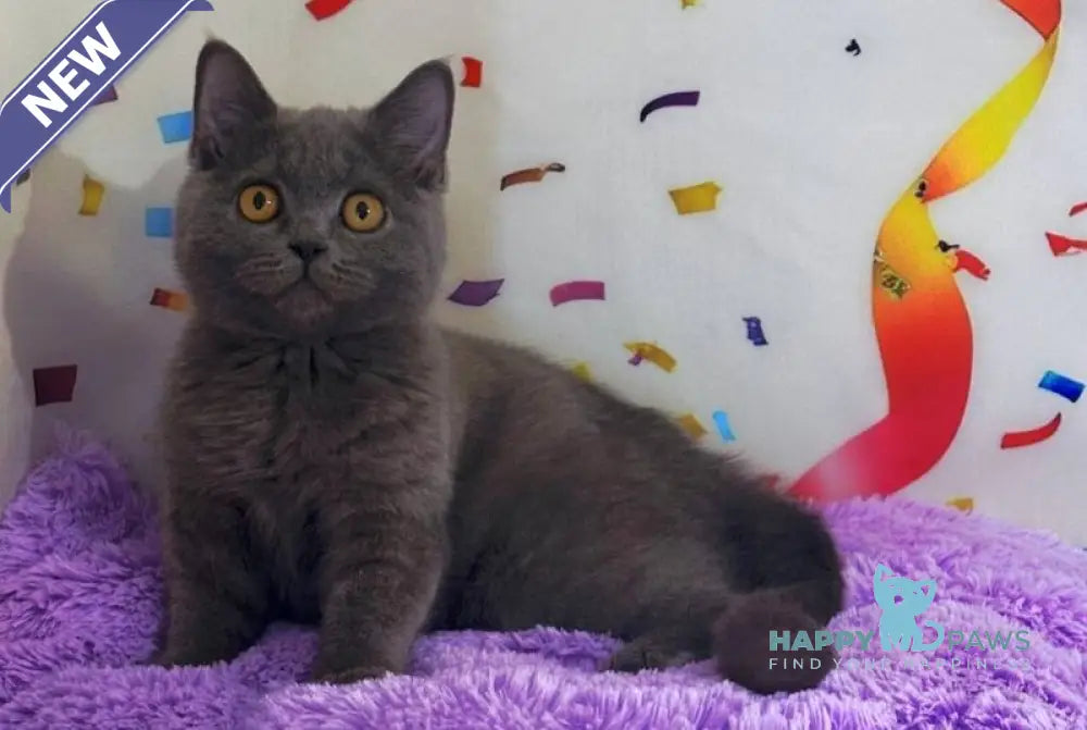 Bruys British Shorthair male blue live animals