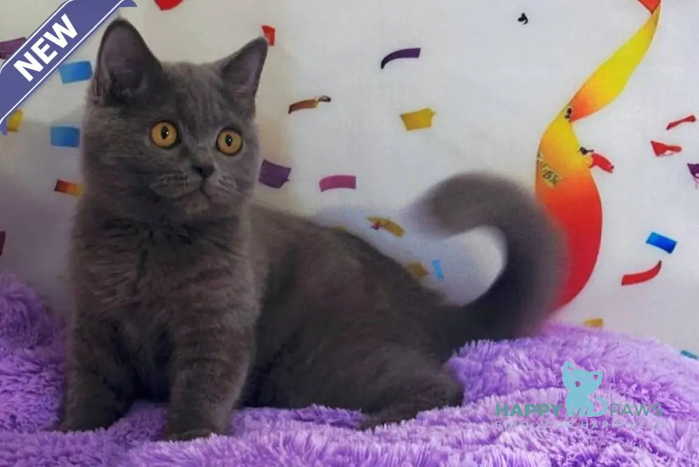 Bruys British Shorthair male blue live animals
