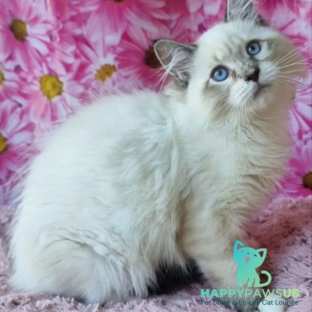 Brygytta Siberian female black tabby pointed with white - live animals