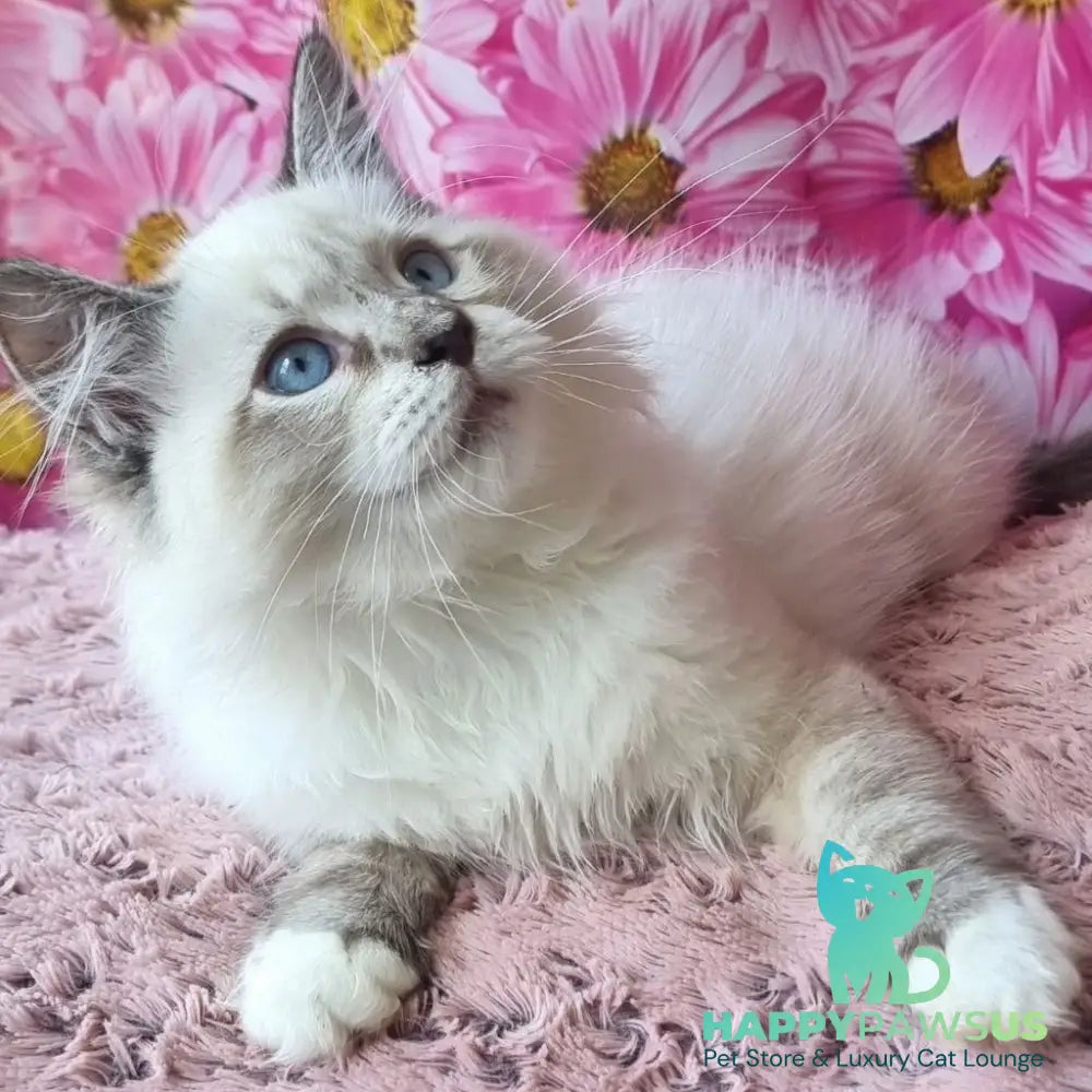 Brygytta Siberian female black tabby pointed with white - live animals