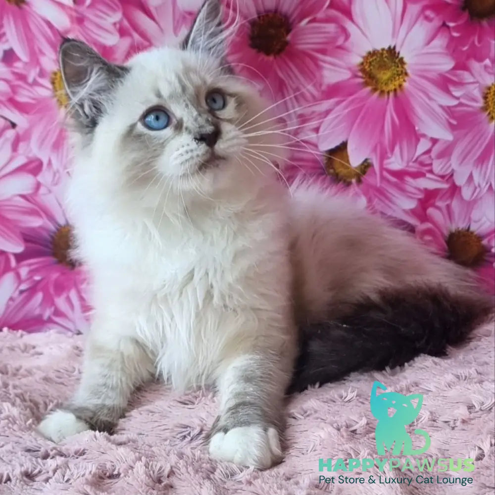 Brygytta Siberian female black tabby pointed with white - live animals