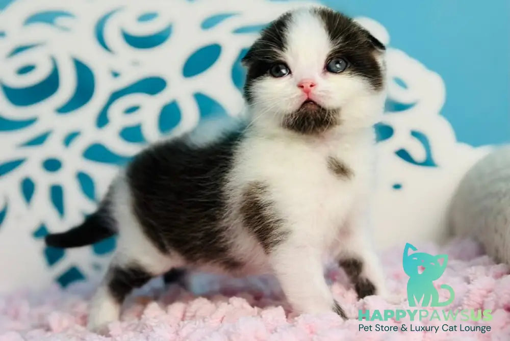Bubble Scottish Fold male black bicolour - live animals