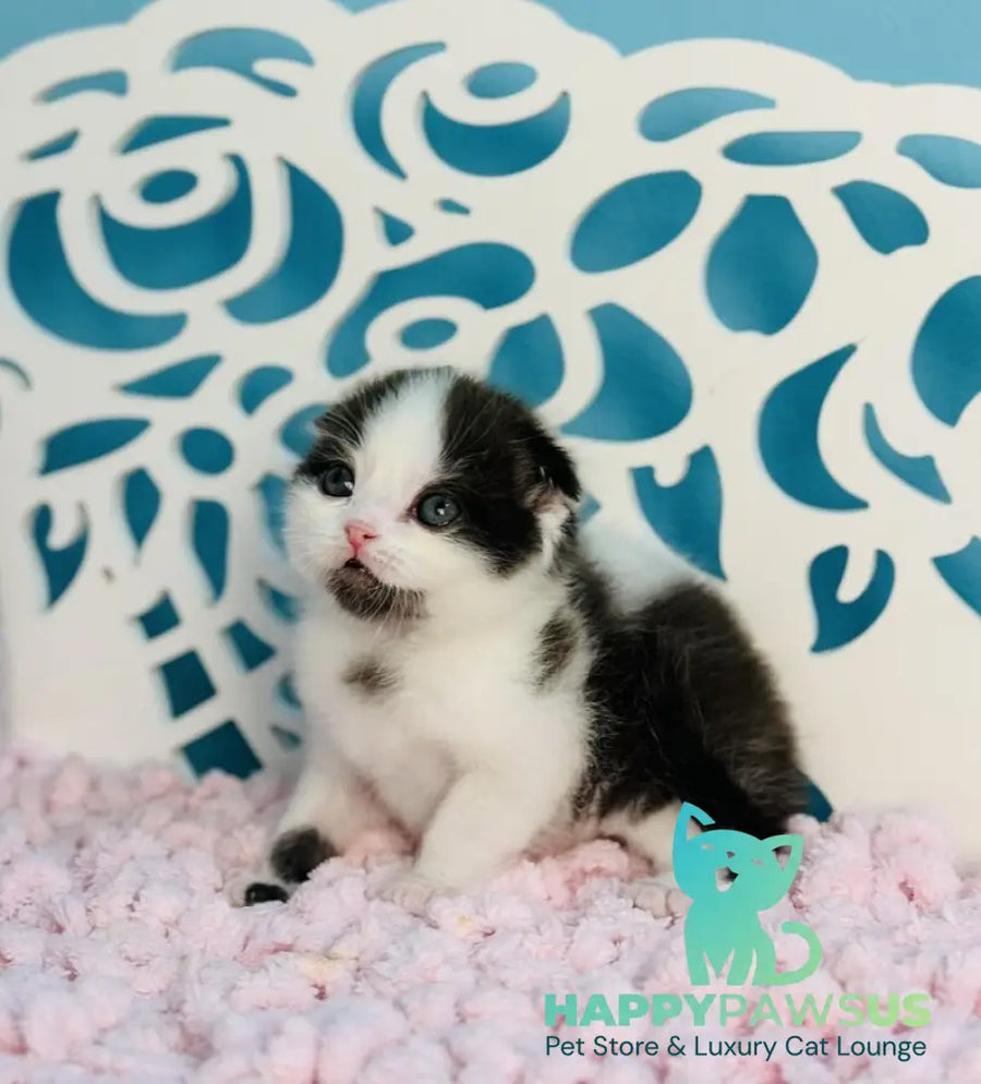 Bubble Scottish Fold male black bicolour - live animals
