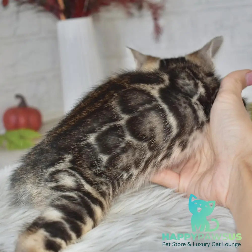 Bubi Bengal male black spotted tabby - live animals