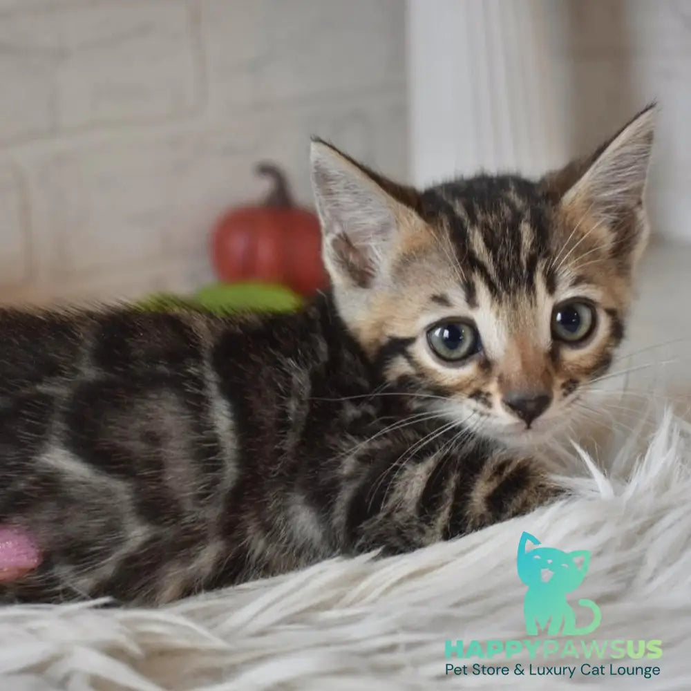 Bubi Bengal male black spotted tabby - live animals
