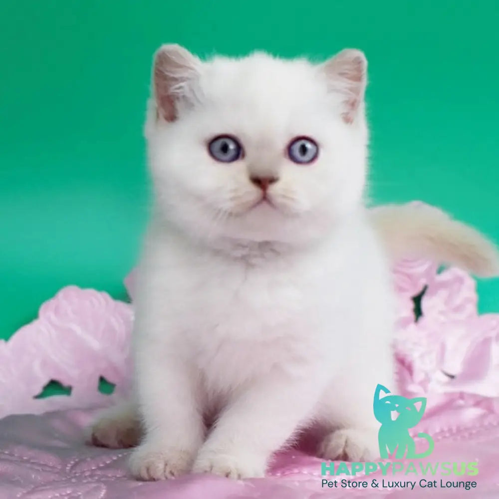 Bublik British Shorthair male fawn pointed - live animals