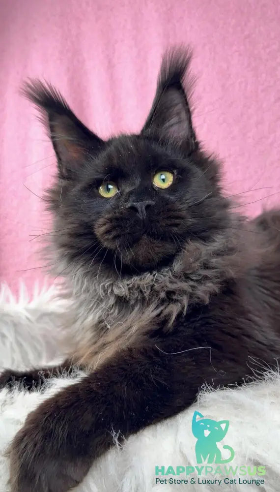 Buddha Maine Coon male black - live animals