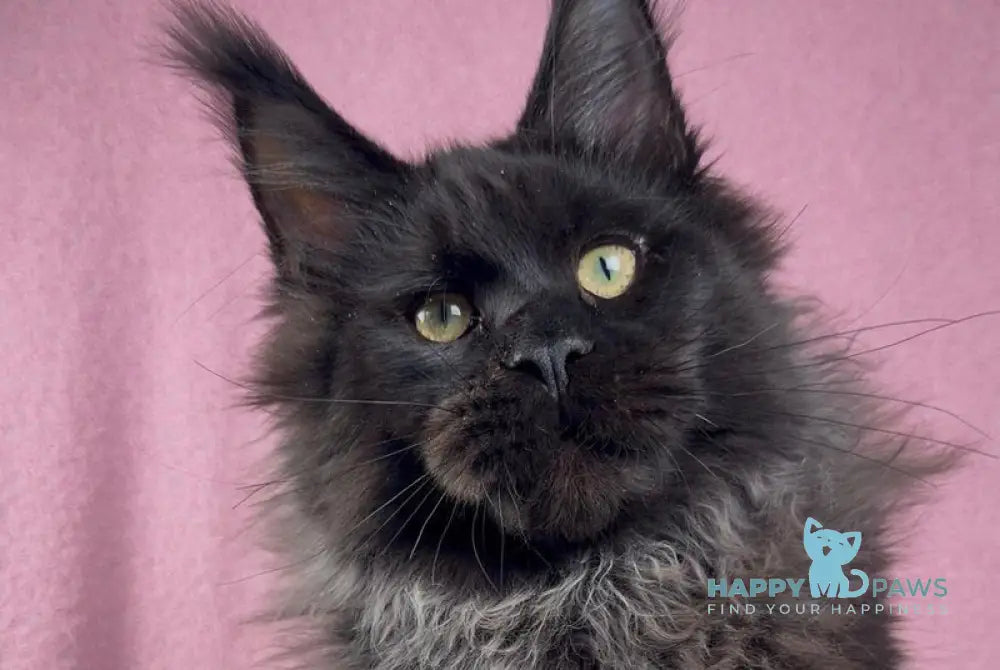 Buddha Maine Coon male black - live animals